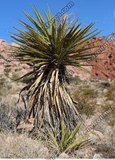 photo texture of tree palm 0002